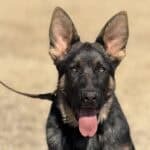 Young protection dog puppy with alert ears and focused expression.