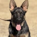 Protection dog with alert expression and erect ears, ready for security work.