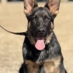 Protection dog with alert expression and erect ears, ready for security work.