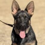 German Shepherd protection dog with alert ears and tongue out, ready for security work.