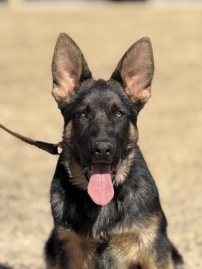 Elite Family and Personal Protection Dog in a making- ATTREY