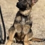 Young protection dog puppy sitting outdoors, alert and attentive.