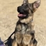 Protection dog alert and attentive in training session.