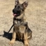 Protection dog puppy sitting outdoors on dry grass, alert and ready for training.