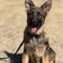 Young German Shepherd protection dog sitting outdoors, alert and ready for training.
