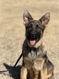 Elite Family and Personal Protection Dog- AARON