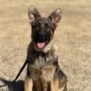 Protection dog puppy for security and personal protection training.
