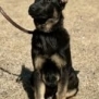 Protection dog puppy on leash for security training and protection services.