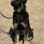 Protection dog puppy sitting outdoors, alert and attentive, ready for training and protection work.