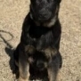 Protection dog with alert stance and attentive expression.