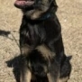 Young German Shepherd protection dog puppy sitting outdoors.