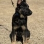 Protection dog puppy sitting outdoors.
