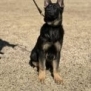 Young German Shepherd protection dog puppy sitting outdoors on grass.