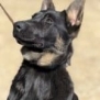 German Shepherd protection dog with alert expression, ready for security work.