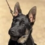Protection dog with alert ears and focused expression.