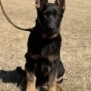 Young protection dog puppy sitting outdoors, alert and attentive.
