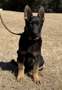 Elite Family and Personal Protection Dog- ARES