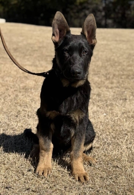 Elite Family and Personal Protection Dog- ARES