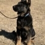 Protection dog puppy sitting outdoors with alert posture.