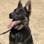 German Shepherd protection dog ready for security work.