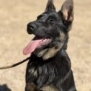 Protection dog with alert stance and attentive expression.