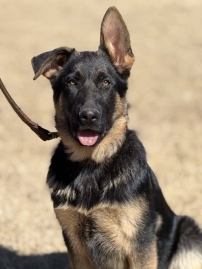 Elite Protection Dog-ALFA