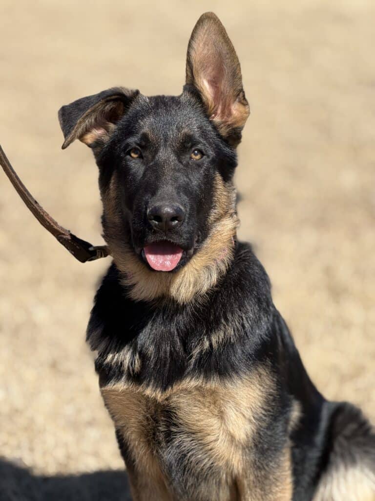 Elite Protection Dog-ALFA