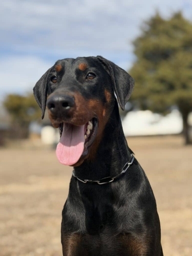 Elite Family and Personal Protection Dog- ASTRO