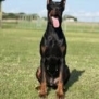 Doberman Pinscher sitting outdoors, alert and ready for protection work.