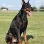 Protection Dog with Erect Ears and Alert Expression.
