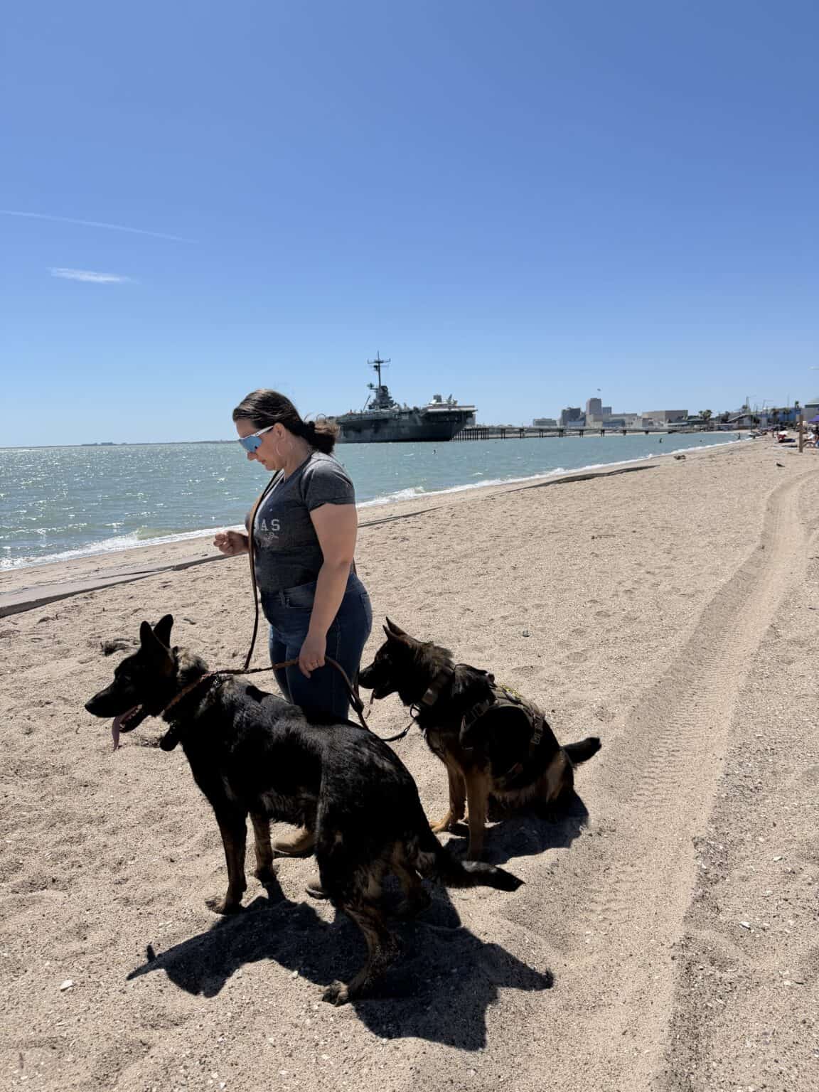 Trainer working with protection dog obedience