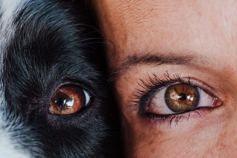 How Dogs Read Human Emotions: What Three Generations of Protection Dog Trainers Have Learned