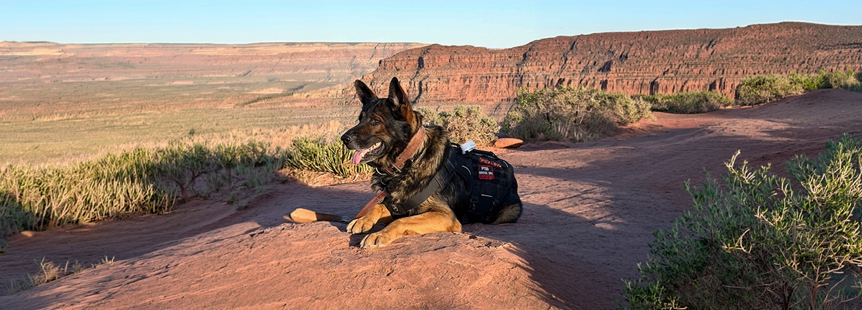 A trained German Shepherd protection dog resting outdoors during travel in a desert landscape