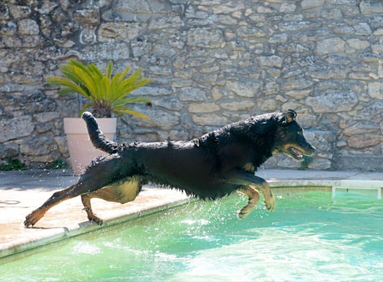 Why More Executives Are Bringing Protection Dogs on Luxury Travel