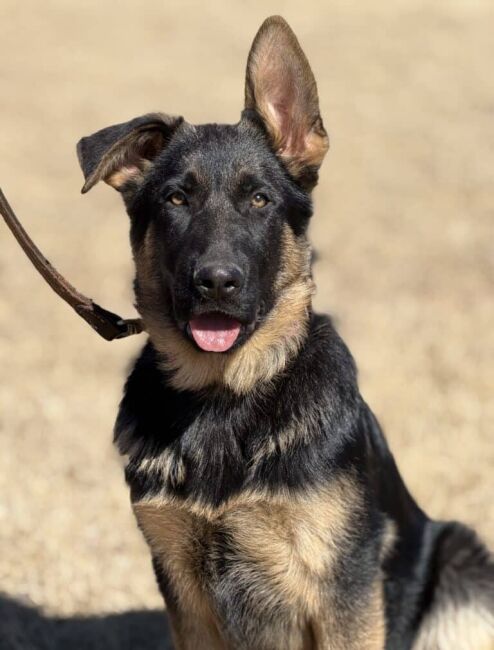 Elite Protection Dog-ALFA
