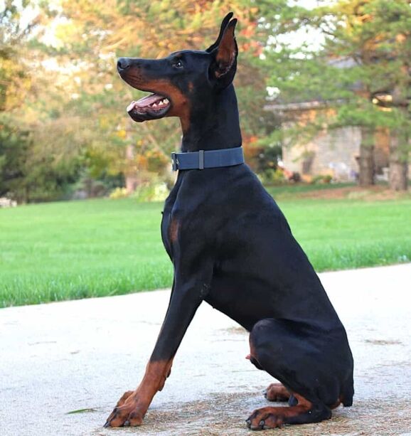 Personal Protection Dog_ European Doberman PIXEL