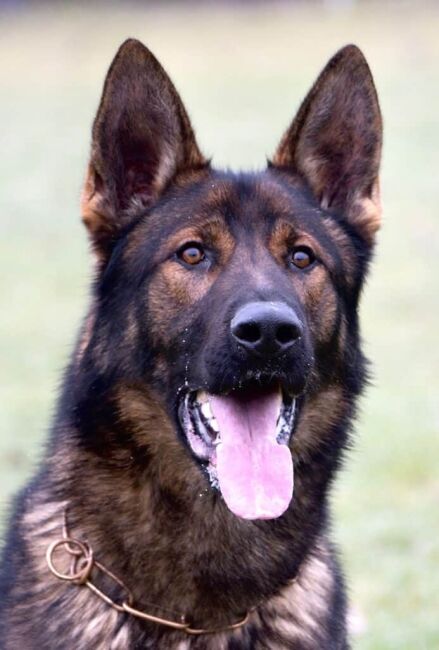 Elite Family and Personal Protection Dog-MAXIMUS