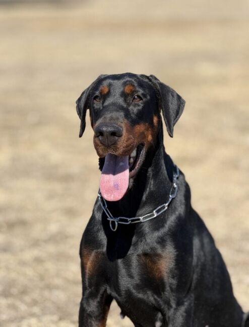 Family and Personal Protection Dog-TIA