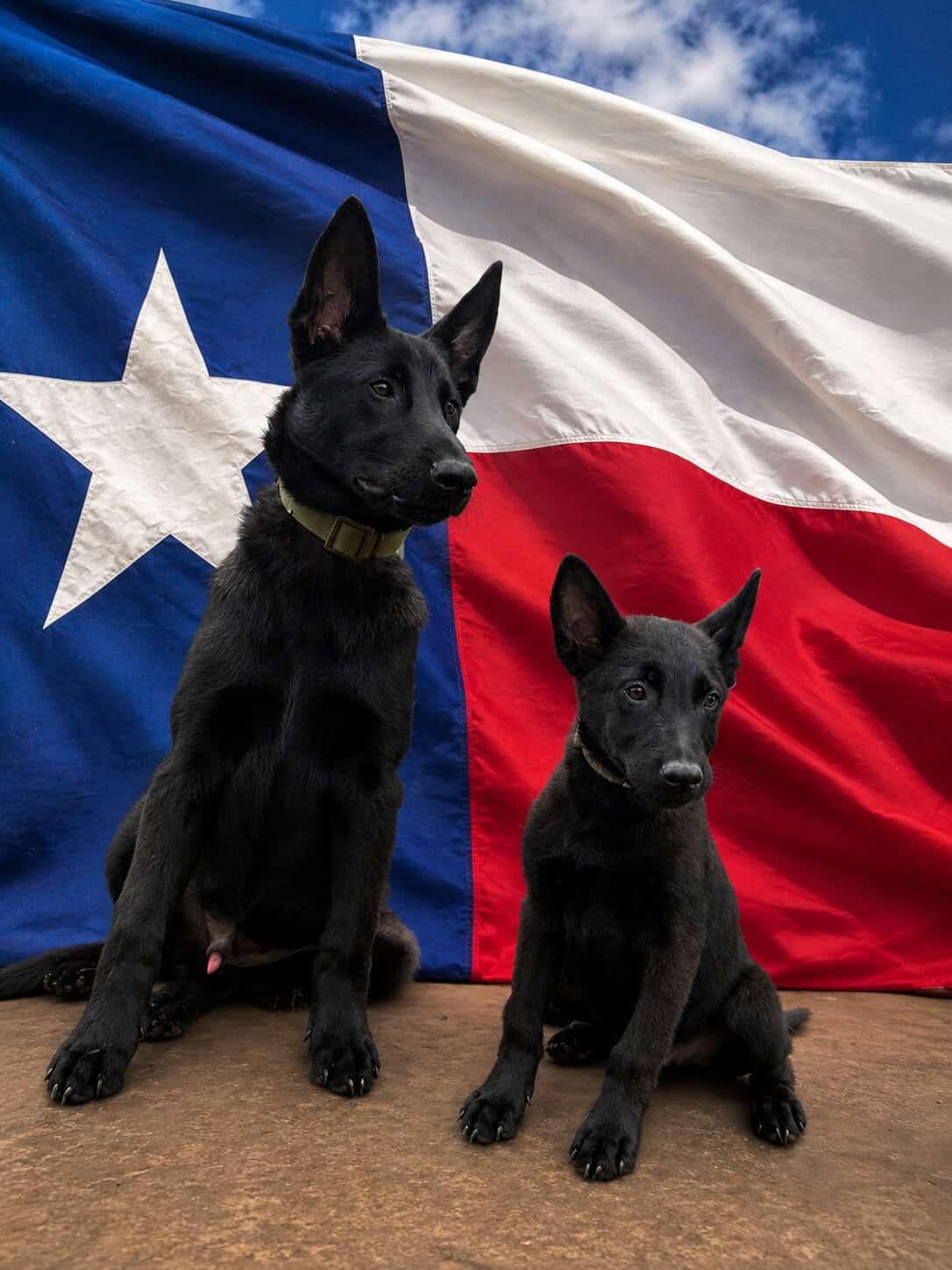 Two Belgian Malinois guard dogs in front of a Texas flag, ready for home protection.