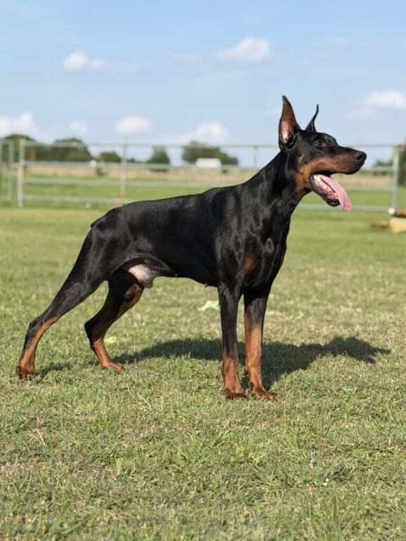 European Doberman