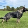Personal Protection Dog- NORTHON