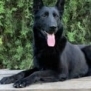 Family and Personal Protection Dog German Shepherd- BLACK MAMABA