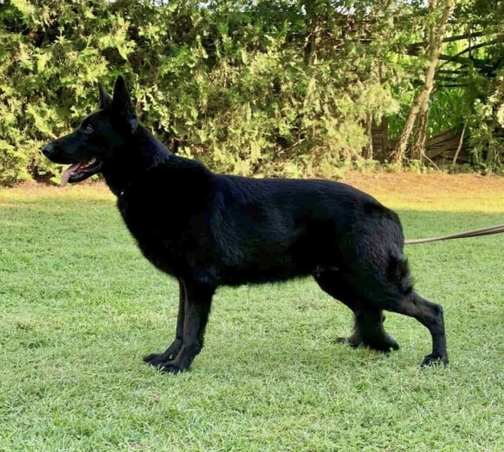 Family Protection Dog sitting in a grassy field