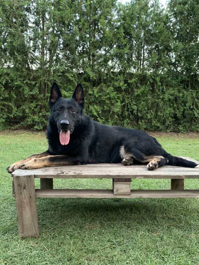 Family and Personal Protection Dog European German Shepherd focusing on the cameraman