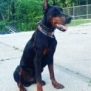 Family and Personal Protection dog Doberman-ROB
