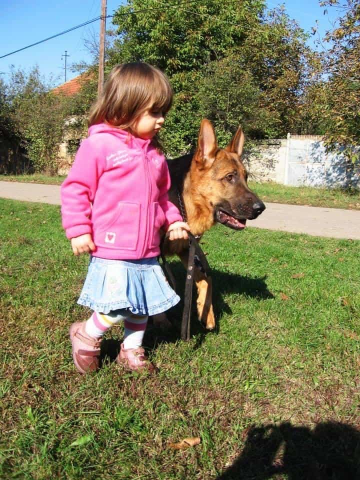 Small children is confidently walking with a huge German Shepherd trained for Family and Personal Protection.