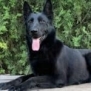 Family and Personal Protection Dog German Shepherd- BLACK MAMABA