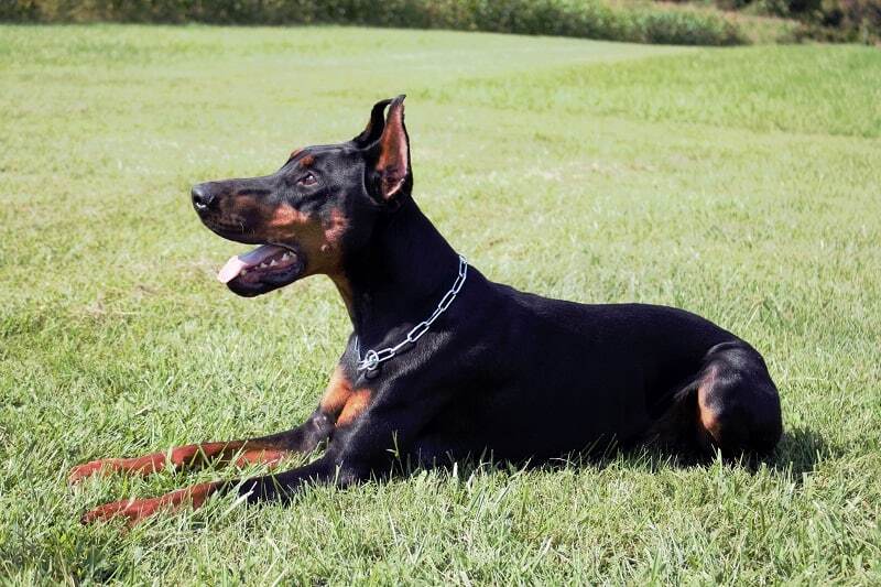Personal Protection and Guard Dog-ROB