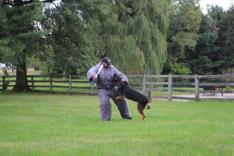 Our Protection Dogs are highly trained and ready for action. With exceptional obedience skills and a strong protective nature, they are the ultimate guardians for You and Your Family. This photo showcase one of our Protection Dogs in action, demonstrating their agility, focus and fierce loyalty. Our dogs are specifically trained to respond to potential threats with precision, speed and unwavering bravery. Weather its defending your property, accompanying you on walks or assisting Law enforcement, our Protection Dogs are the Best in the Business.