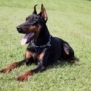 Family and Personal Protection dog Doberman-ROB